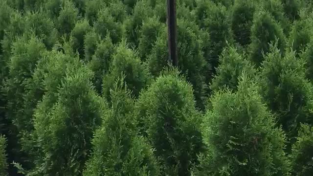 3 ft emerald greens for sale at Highland Hill Farm near Philadelphia