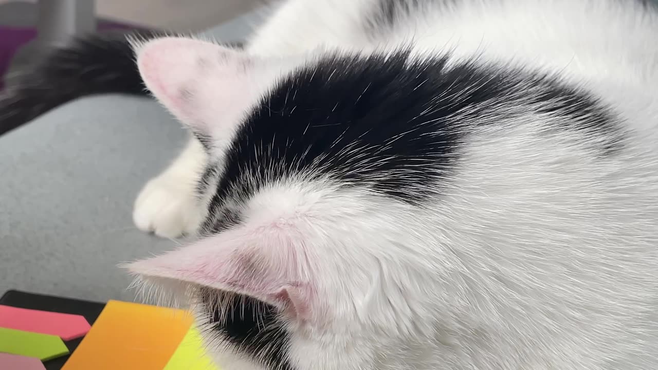 Silly Cat Thinks Drawing Is Real