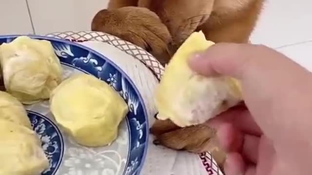 BiBi obedient helps dad with housework #funny video