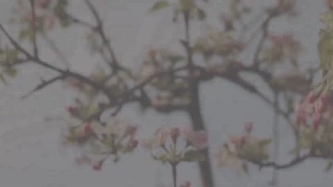 Vida e Obra de Cristina Campo (Vittoria Guerrini)