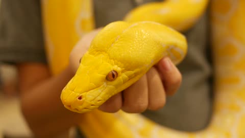 Golden snake | snake world # viral