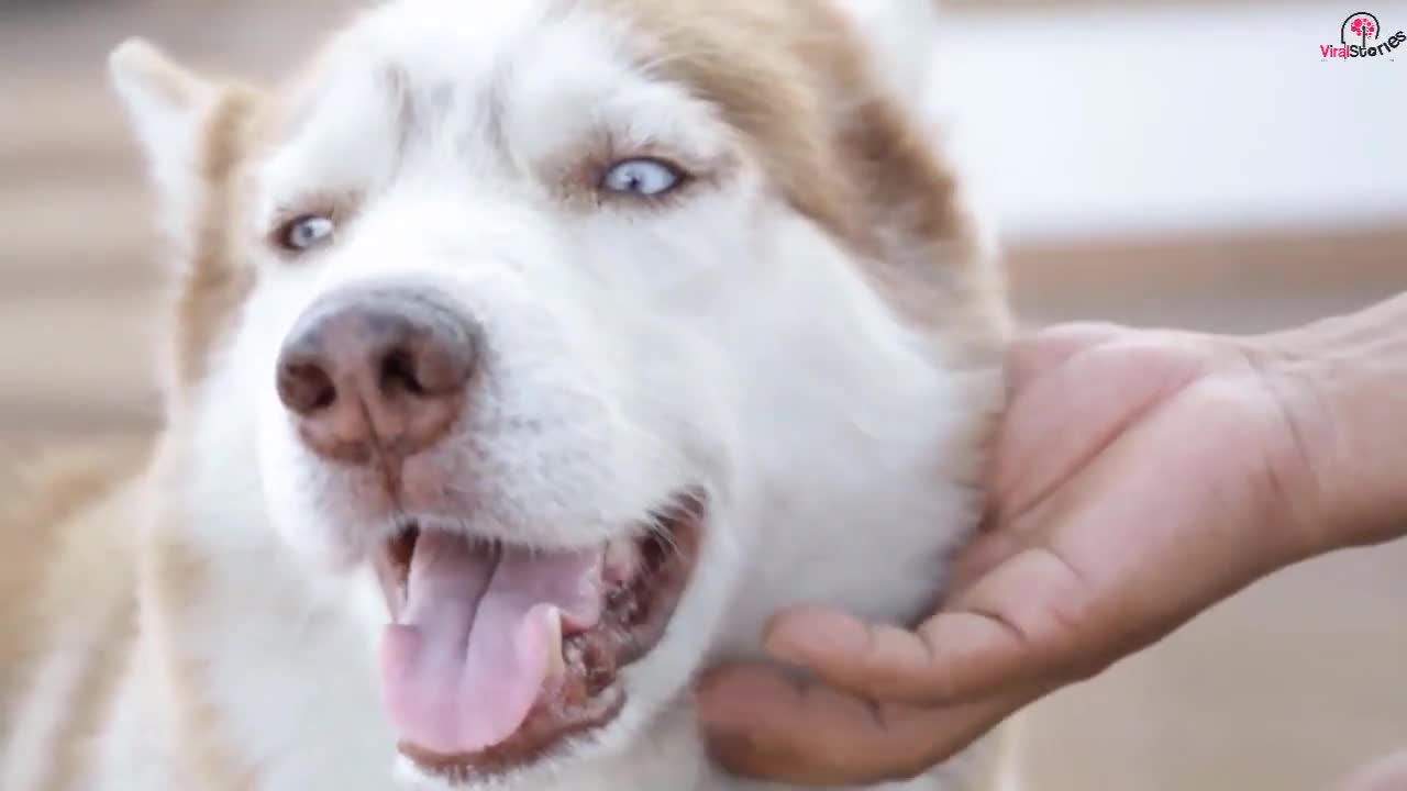 The Moment This Dog Said A Final Goodbye To Her Owner Is Absolutely Heartbreakin