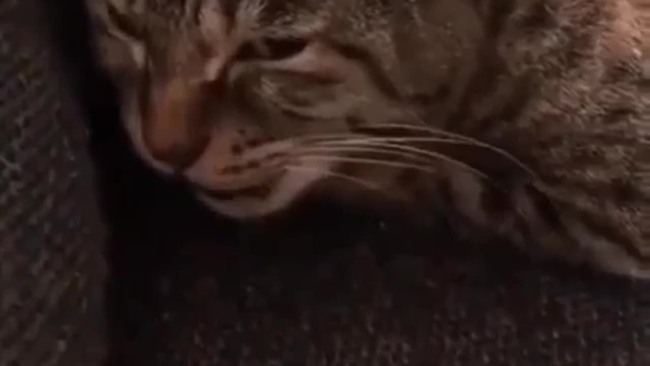 Cat singing song