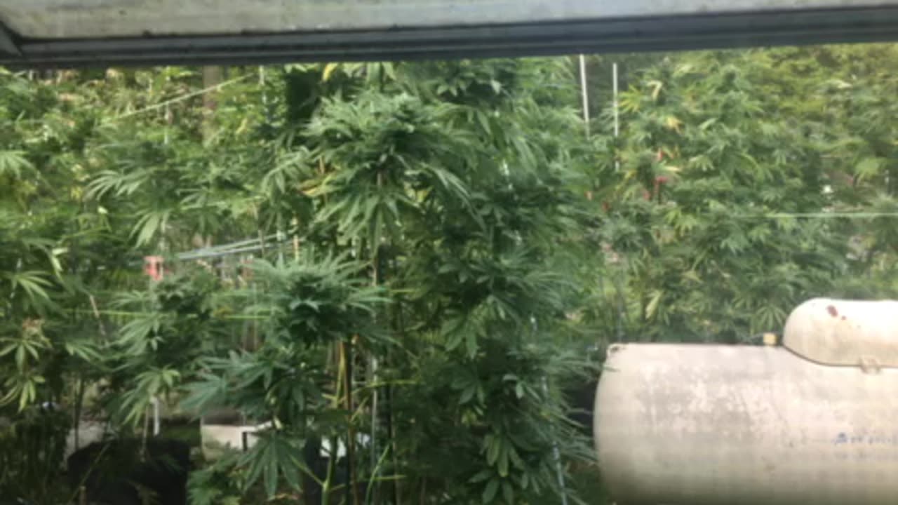 Today: gangster rap senator John uncle Festerman p 6