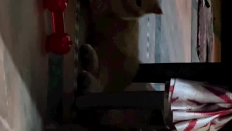 Cat attack