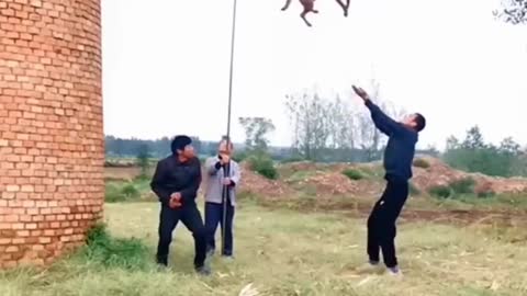 Belgian malinois jump training #smartdogs
