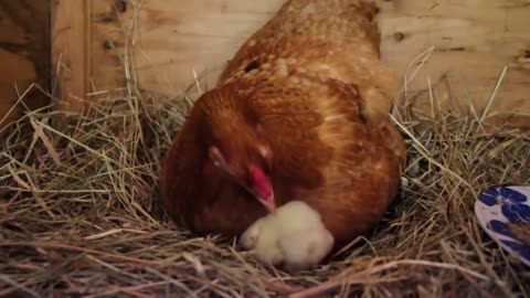 Our Chickens Hatching