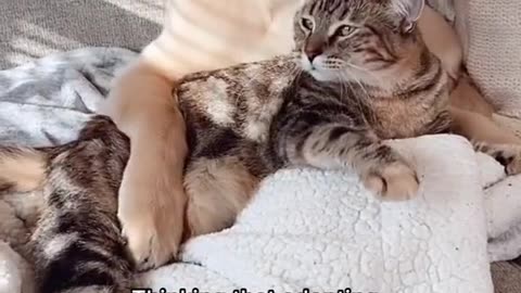Dog&cat