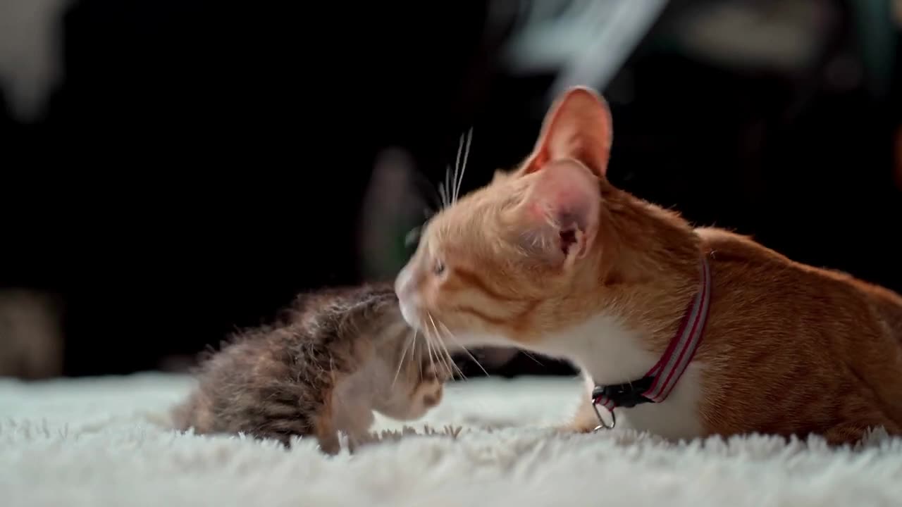 amusement with animals, adorable cat.