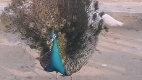 peacocks