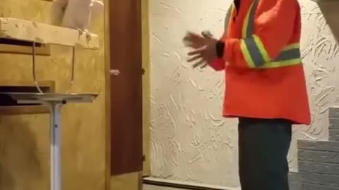 Parrot got angry| when a person break the cage parrot got angry 🦜🦜
