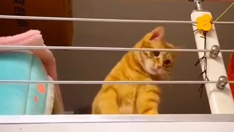 Funny Cat And Human Badminton Playing 2023 | Funny Cat Playing | Animals Funny Videos #shorts #cat