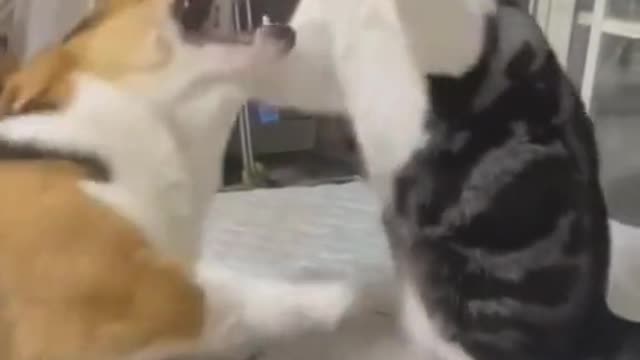 Kungfu cat fighting with dog😍