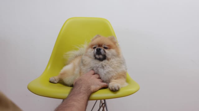 Buddy dog 🐶 sitting on chair 🪑 videos
