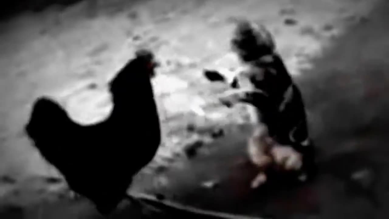 Funny chiken vs cat