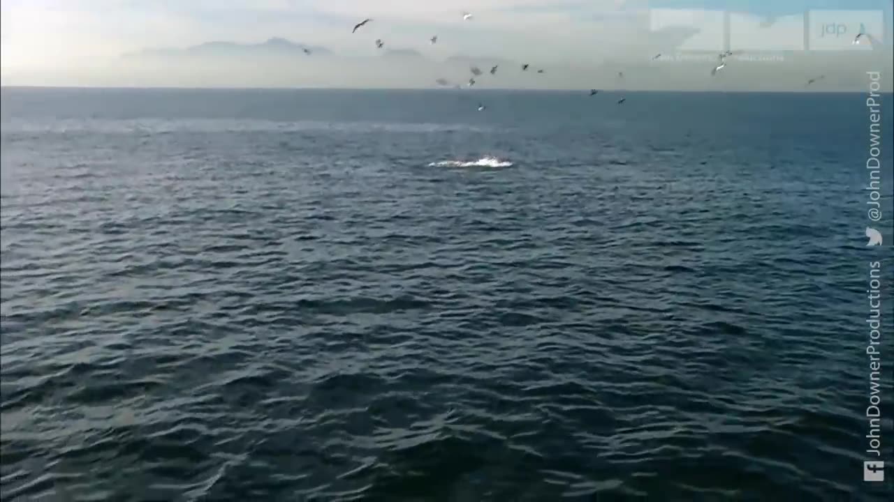 Great White Shark Vs Fur Seal