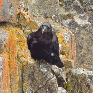 Duck Protect her chick against crow amazing fight