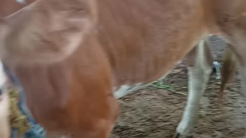 cows eat