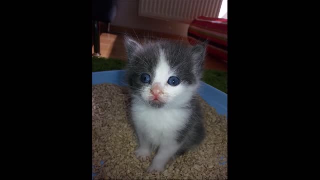 Foster kitten adopted by family cat