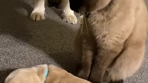 Cat comforts crying puppy while mom takes a break