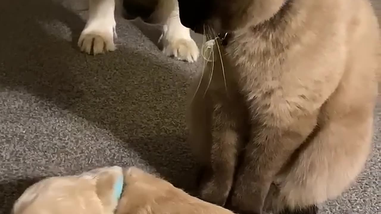 Cat comforts crying puppy while mom takes a break