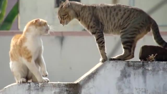 Real Cat Fight ( Watch With Sound)