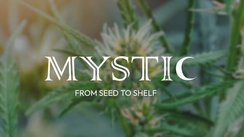 Mystic Enterprises: Industrial Hemp From Seed to Shelf