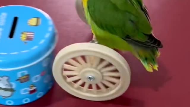 Smart parrot