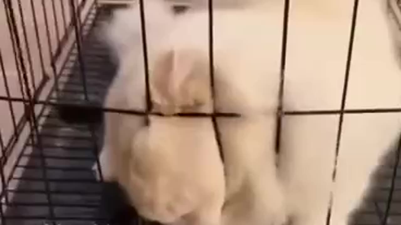 Absolutely unbelievable Cat get out of the cage like a water