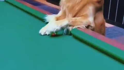 Dog Play Snooker