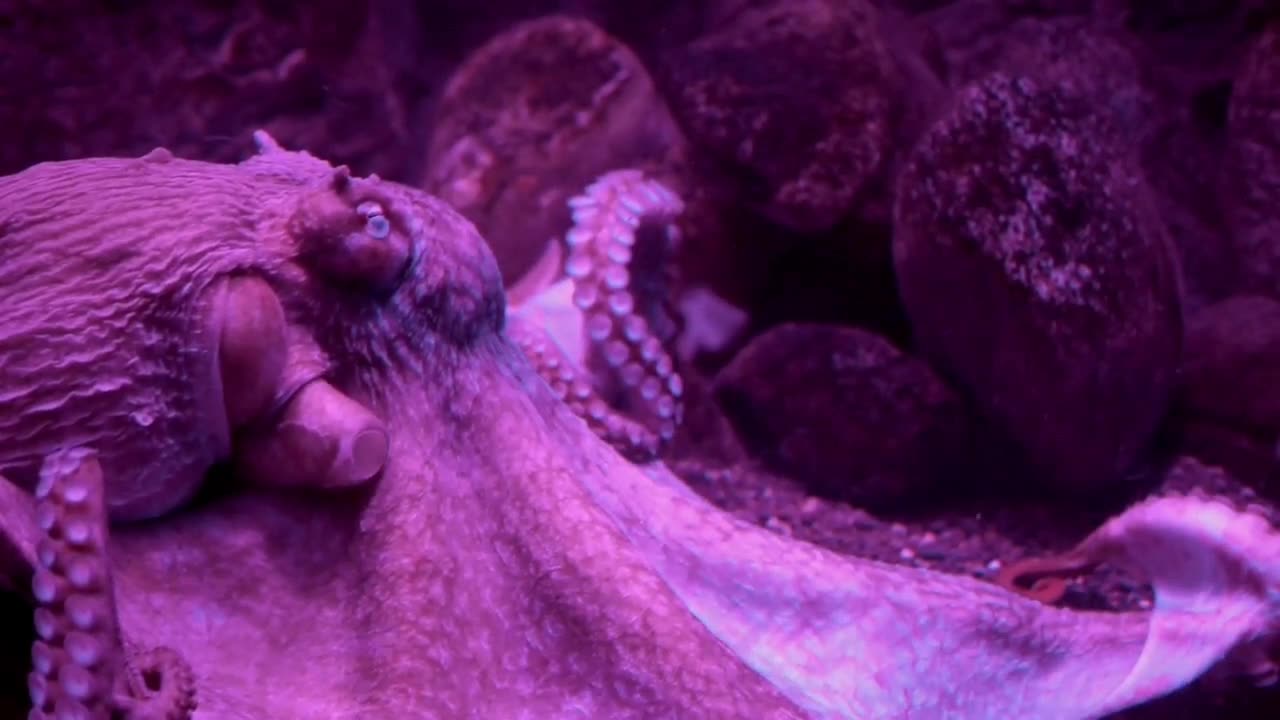 the beauty of the octopus 🐙