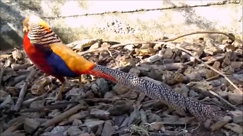 Beautiful golden pheasants and wading birds