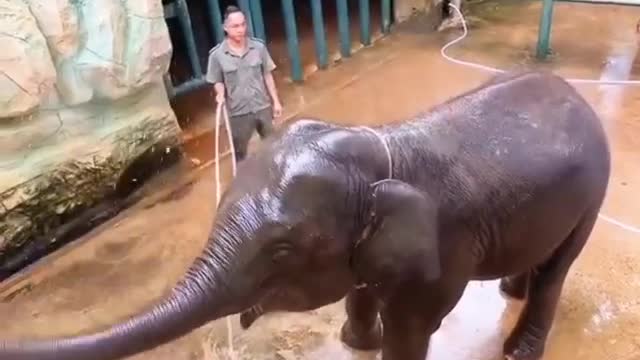 Funny Baby Elephant Taking Bath