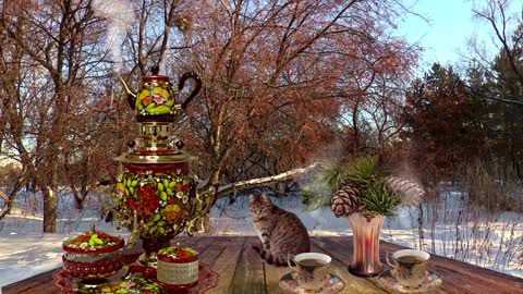 Winter Samovar Cat Nature Animals Pet Young Cat