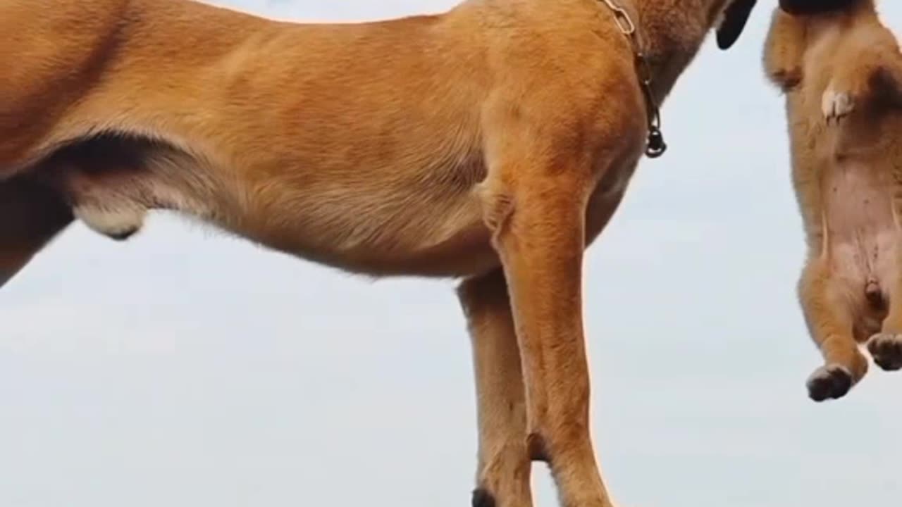 This Dog saved his Friend,s Life 🐕‍🦺🚁🔥😱 #viralshort