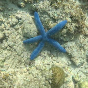 Snorkeling Adventures, Exploring the Philippines Underwater Wonderland Full of Starfish