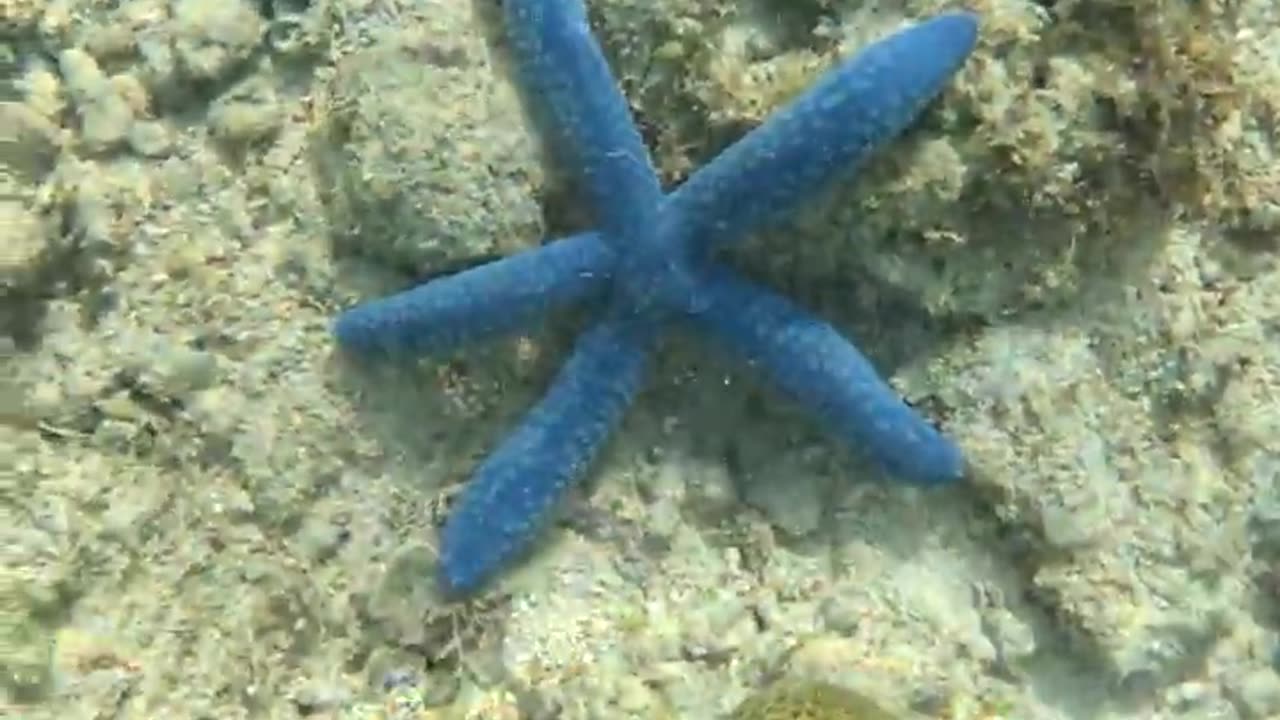 Snorkeling Adventures, Exploring the Philippines Underwater Wonderland Full of Starfish