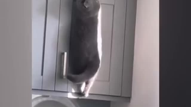 OMG so cute ❤️ best cat funniest 🐈 video