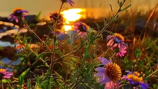 Beautiful sunset in the sea of ​​flowers