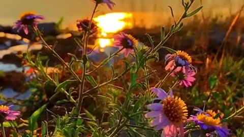 Beautiful sunset in the sea of ​​flowers