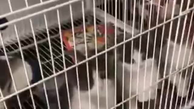 Four kittens are grabbing feathers