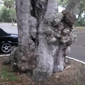 Phillipe Park in Safety Harbor, Florida after a thunderstom.