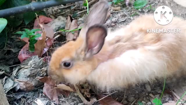 cute rabbit