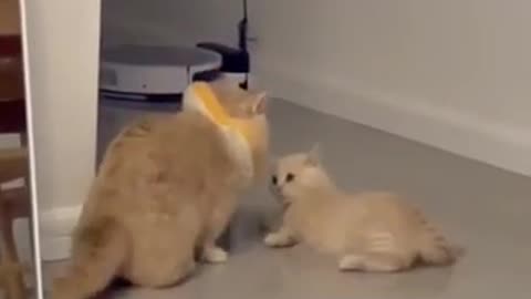 Fighting cats best funny moment of pet