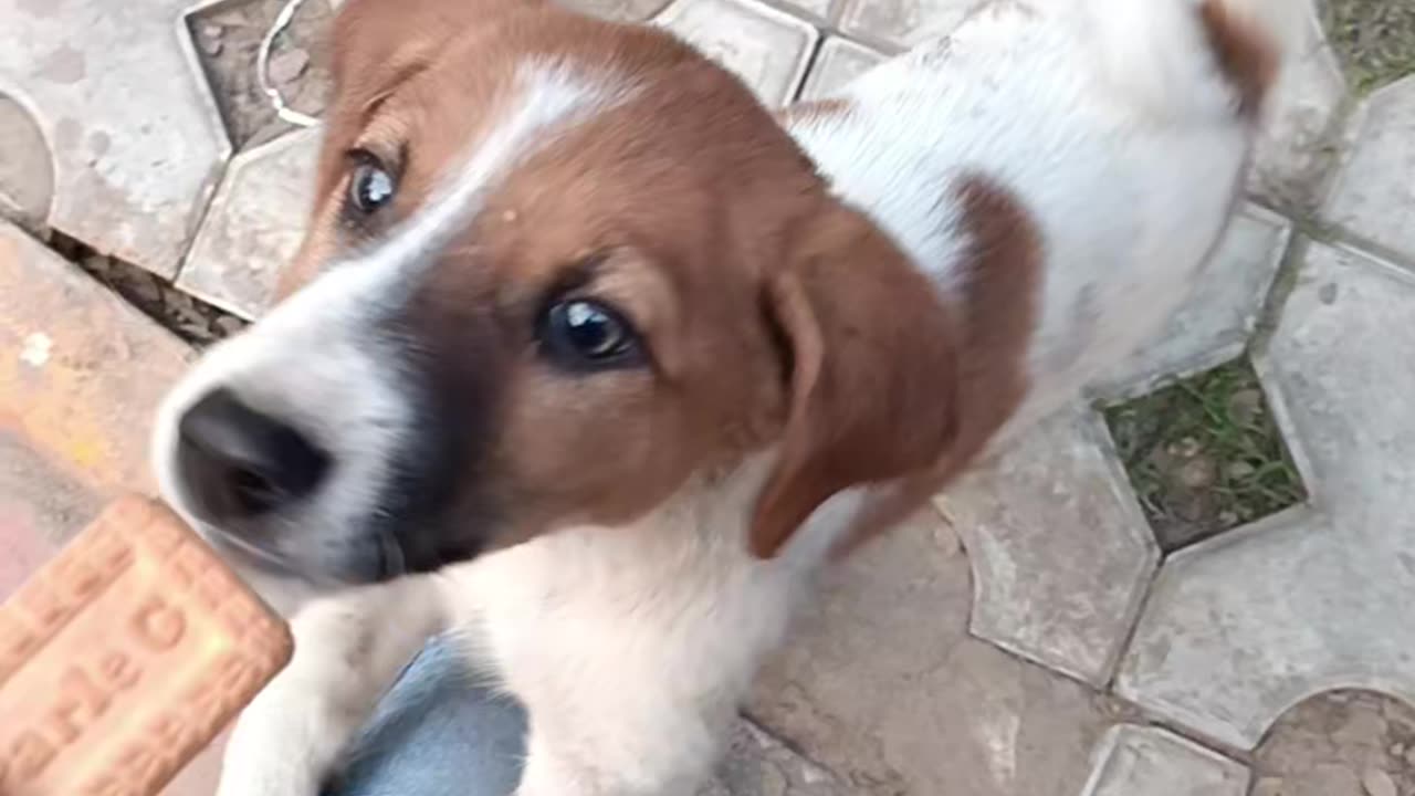 Playing with cute 🐶🐕
