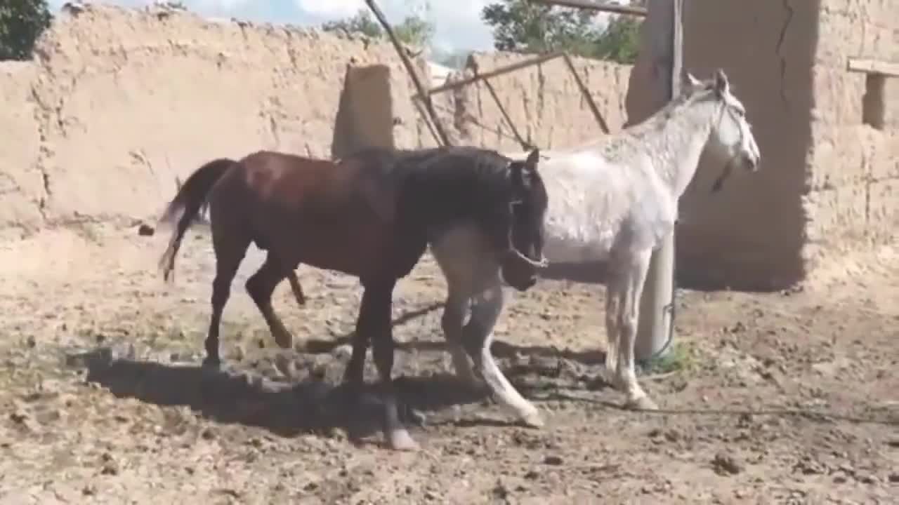 New Best Horse Meeting Long Time and Horse Meeting part 7