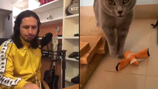 cat sing a song