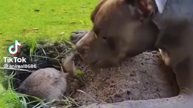 Dog is dug the mice