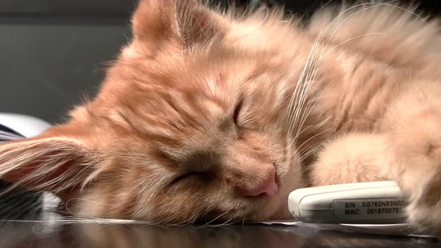 cute cat falling a sleep 37