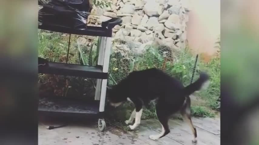 Dog Confused After Seeing Sprinkler Subside to Ground